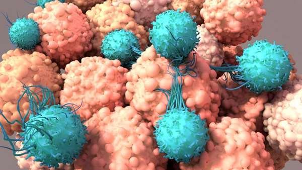 سلول های CAR T "بارگزاری شده" با ویروس های انکولیتیک، حمله به تومورهای جامد را تقویت می کنند